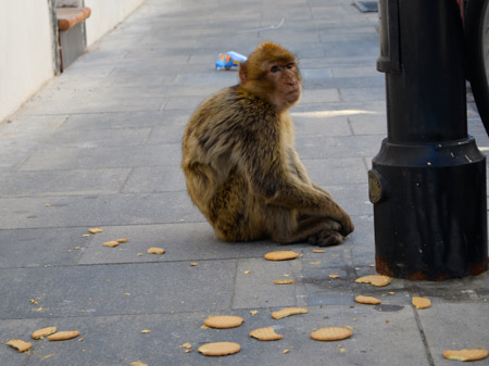 I never knew Gibraltar had casual monkeys in the street like this