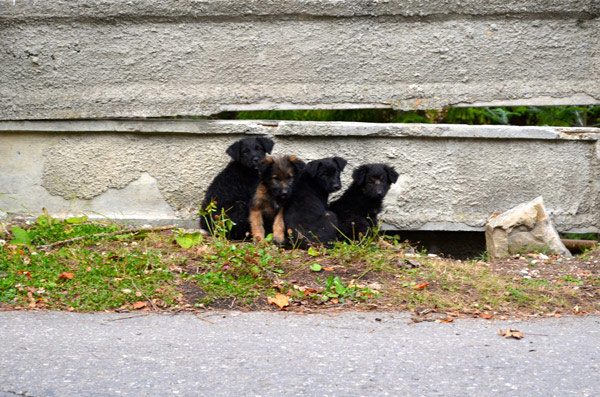 Woahh. Little bear cubs! β¦ Oh no, just another bunch of roadside puppies. Pretty cool dogs