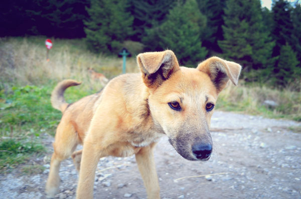 More dogs at the top. There are so many to choose from.