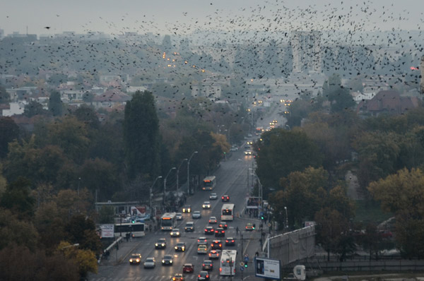 Hundreds of birds just flew off of the building as soon as the sun went down
