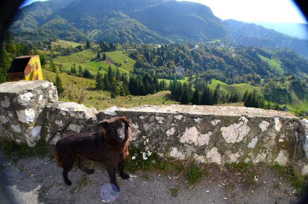 woahh a bear! Oh waitβ¦ Another wild dog. Theyβre pretty friendly though despite what on the Internet says.