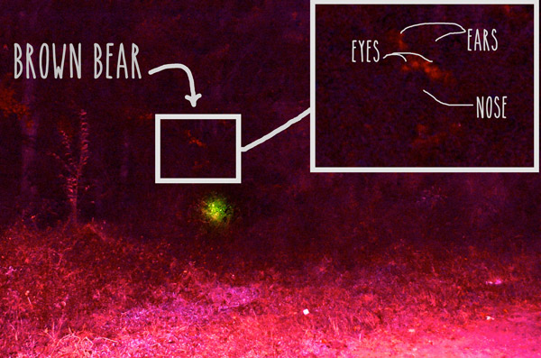 (Yeah I used this picture on the other post as well) So I didnβt see any more bears. This remains the best picture I have.