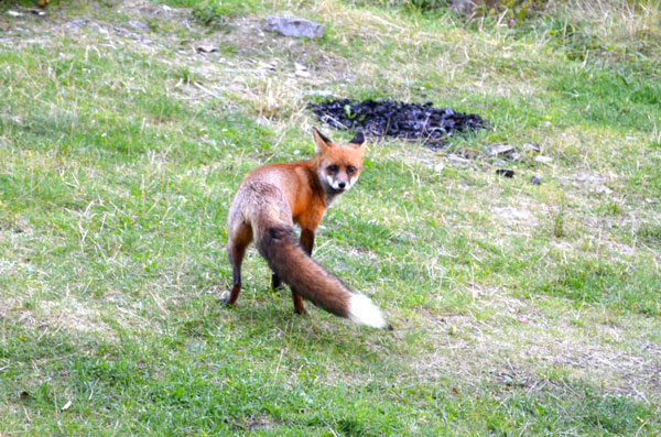 There were a lot of scarily tame foxes