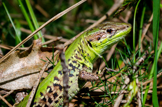 why-I-love-greece-nature
