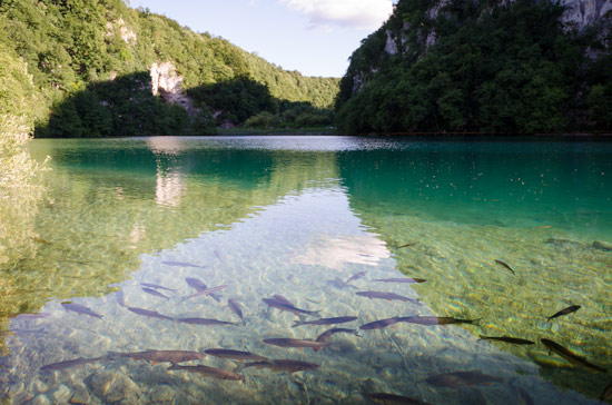 plitvicka-croatia-water-fish