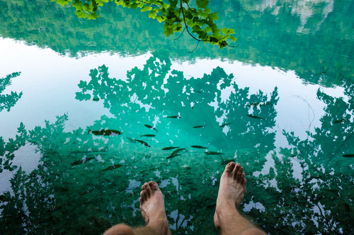 Fish in national park Croatia