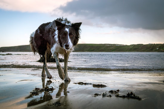 my-time-in-the-uk-dog-beach