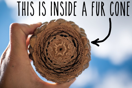 my-time-in-the-uk-inside-furcone