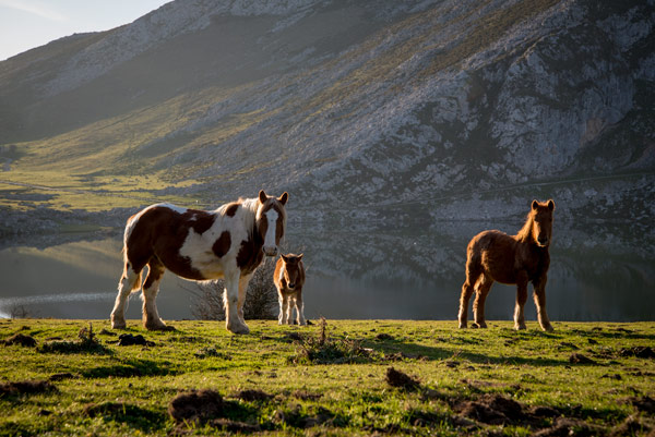 picos-de-europa-glacial-lakes-covadonga-horses-1