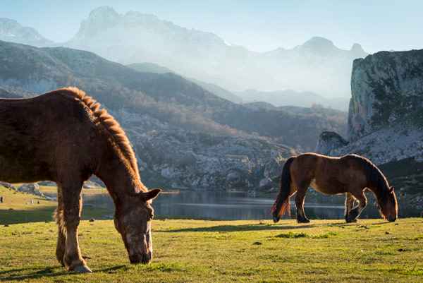 picos-de-europa-glacial-lakes-covadonga-horses-4