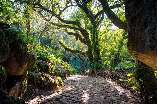 sintra-portugal-exotic-trees-forest