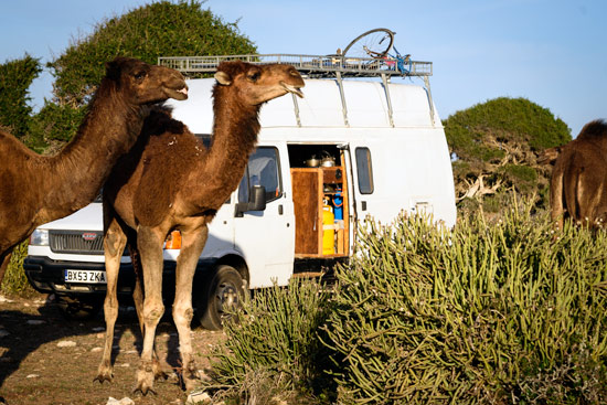 Morocco-by-campervan-sidi-kaouki-beach-camel