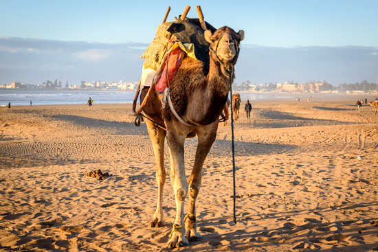 morocco-essaouira-campervan-camel