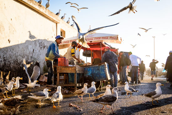 morocco-essaouira-campervan-fish-market