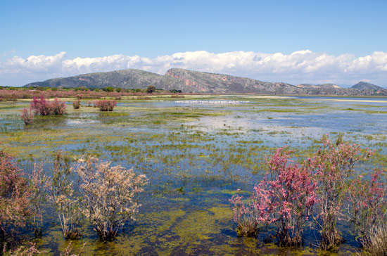 It was too far tell what the birds were but it was definitely the kind that stand in shallow water all day.