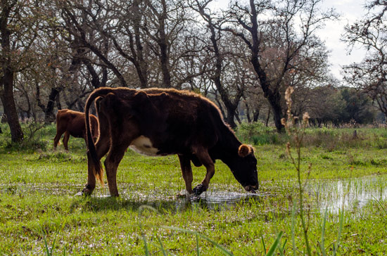 greece-wildcamping-nature-cow