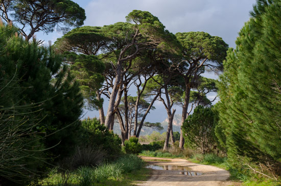 greece-wildcamping-nature-park-trees