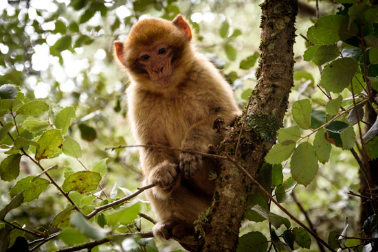 monkeys-in-morocco-cedar-forest-1