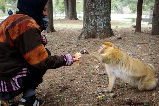 monkeys-in-morocco-cedar-forest-11