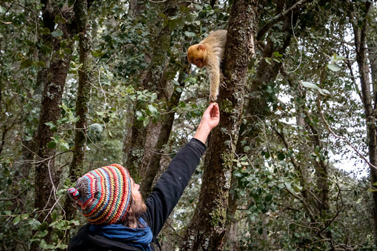 monkeys-in-morocco-cedar-forest-9