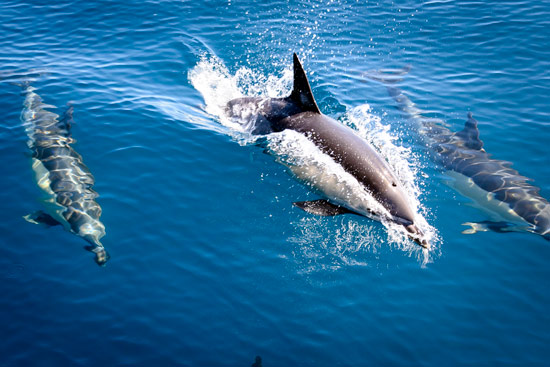 vanlife-in-tarifa–spain–campervan–dolphins