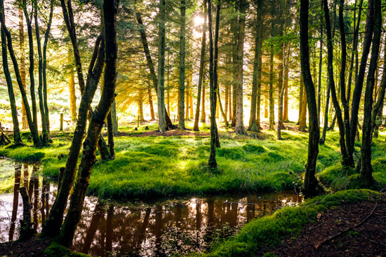 campervan-wildcamping-yorkshire-moors-forest-trees
