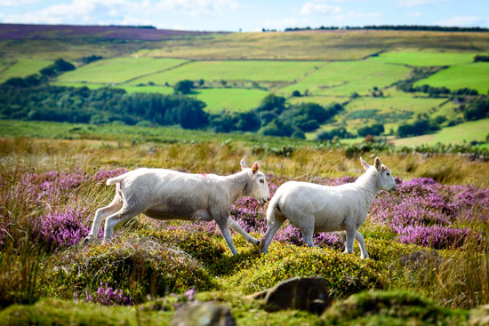 campervan-wildcamping-yorkshire-moors-sheep