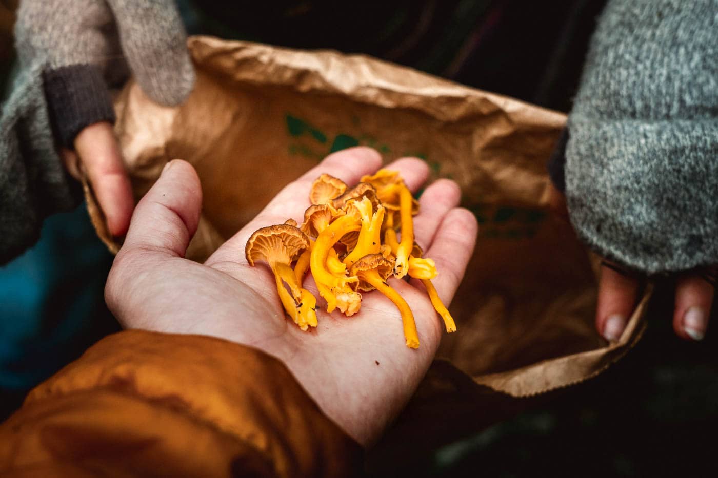 collecting mushrooms for dinner